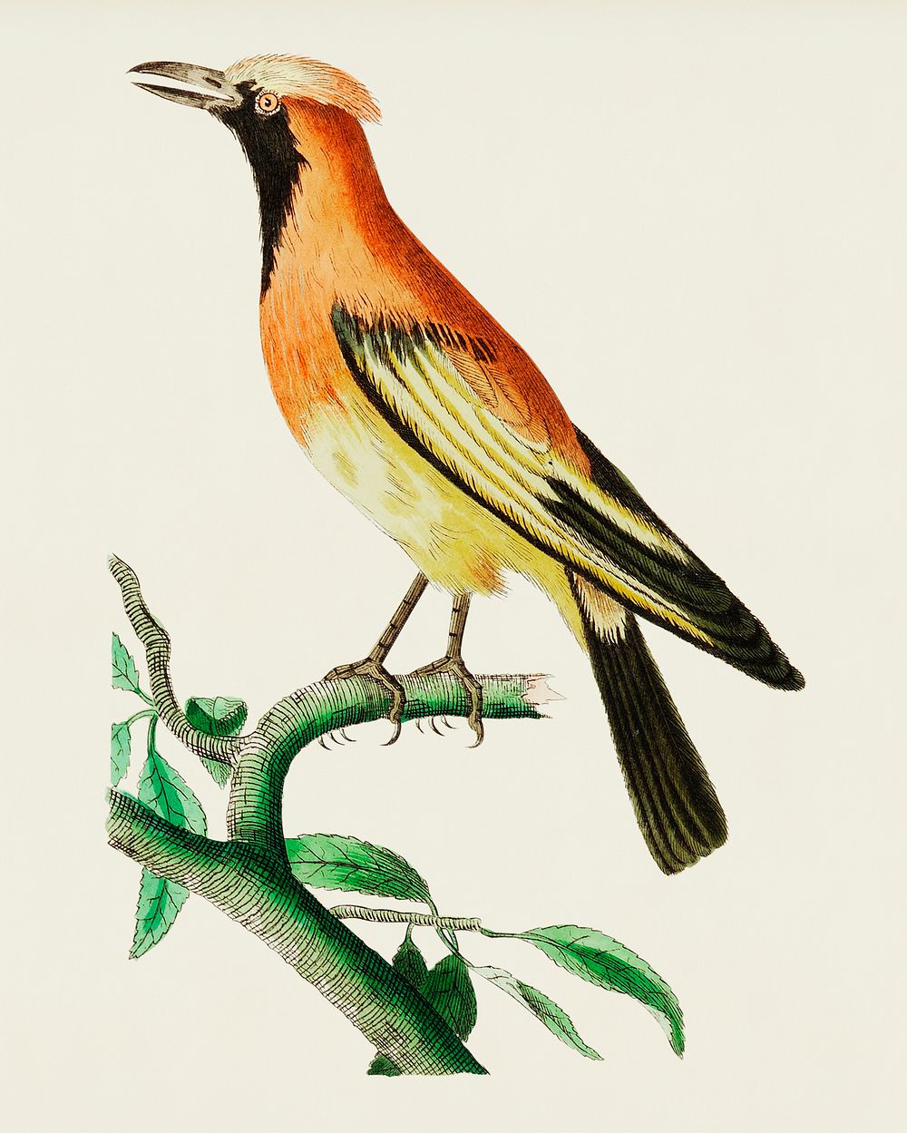 Orange Paradise Bird or Golden Bird of Paradise illustration from The Naturalist's Miscellany (1789-1813) by George Shaw…