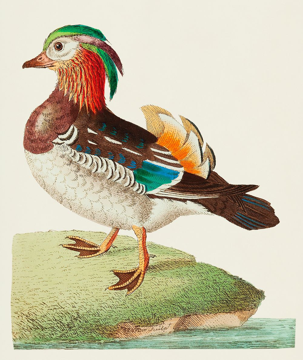 Vintage Illustration of Chinese Teal or Mandarin Duck