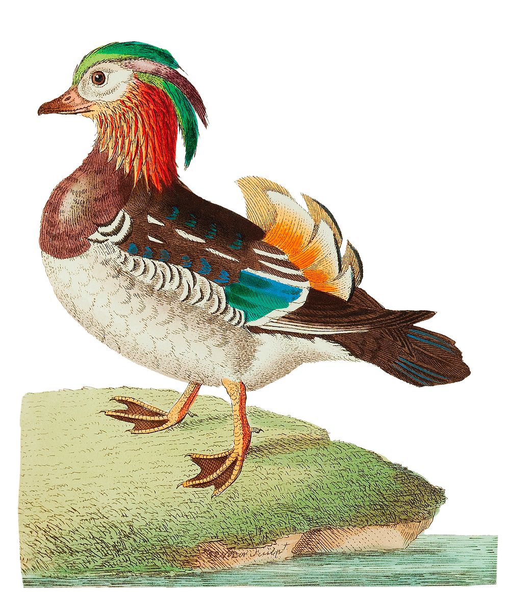 Chinese Teal or Mandarin Duck illustration from The Naturalist's Miscellany (1789-1813) by George Shaw (1751-1813)