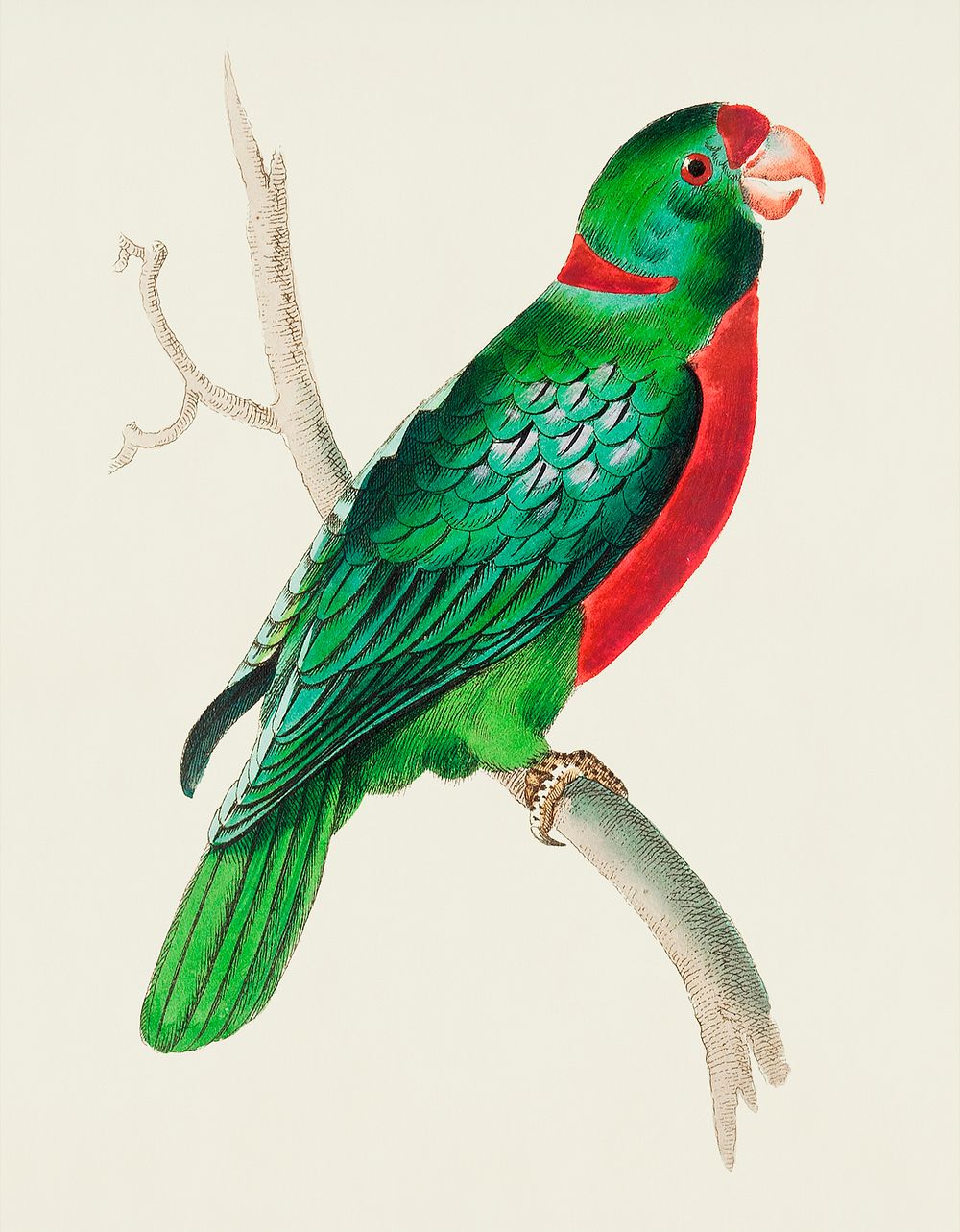 Vintage illustration of Red-naped Parrakeet or Short-tailed green Parrakeet