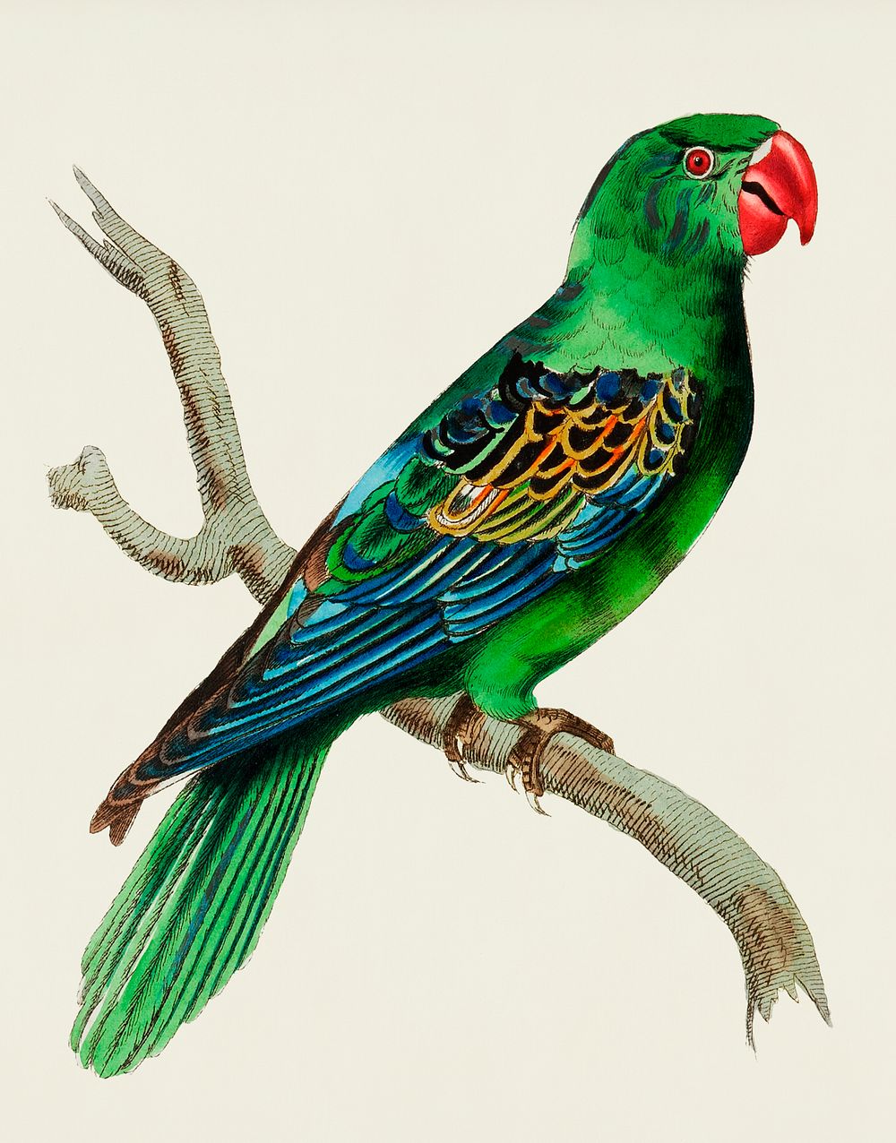 Vintage Illustration of Great-billed Parrot