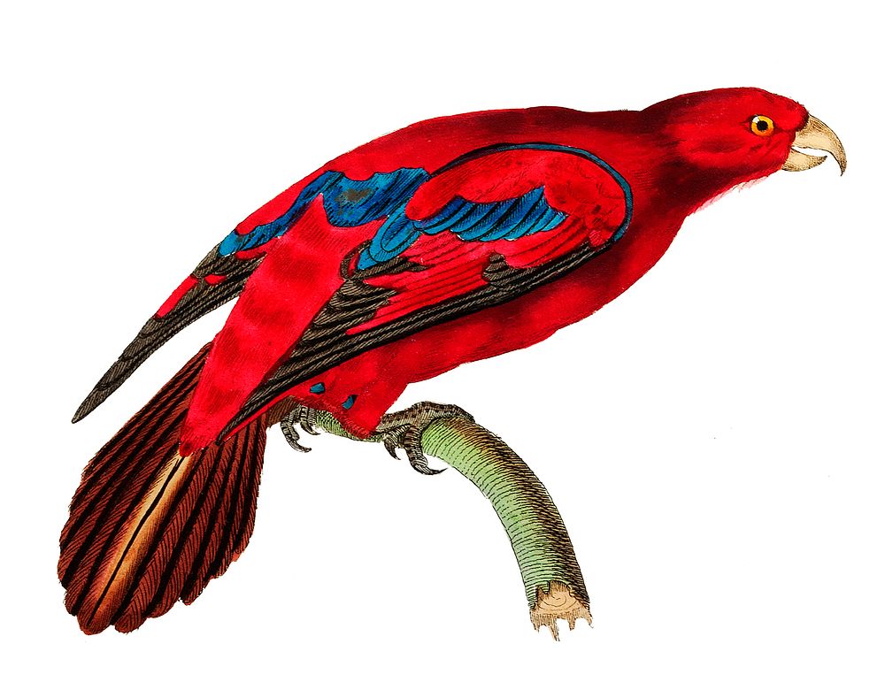Blue-tipped Lory or Shorish-tailed Crimson Lory illustration from The Naturalist's Miscellany (1789-1813) by George Shaw…