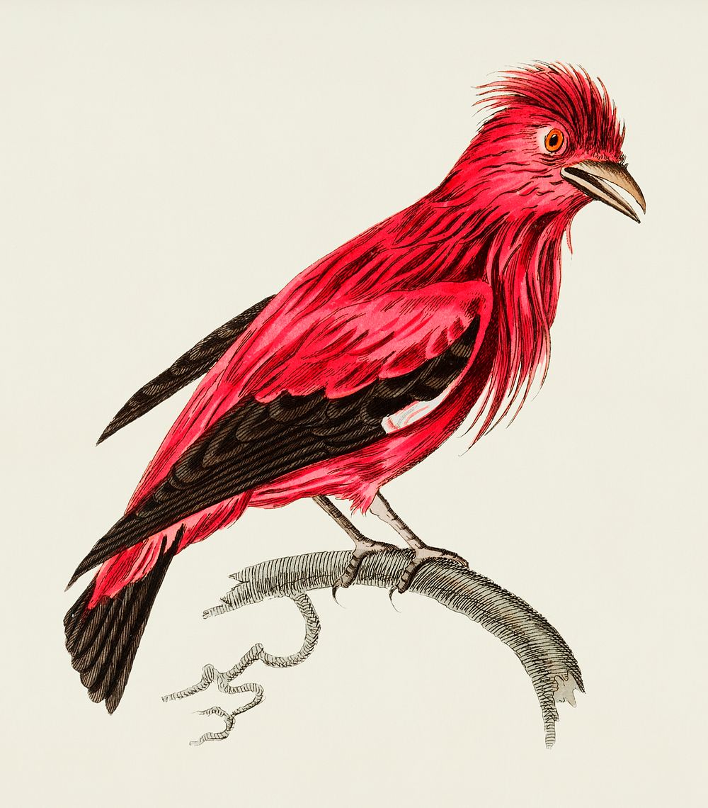Vintage illustration of Crimson Chatterer or Crimson Roller