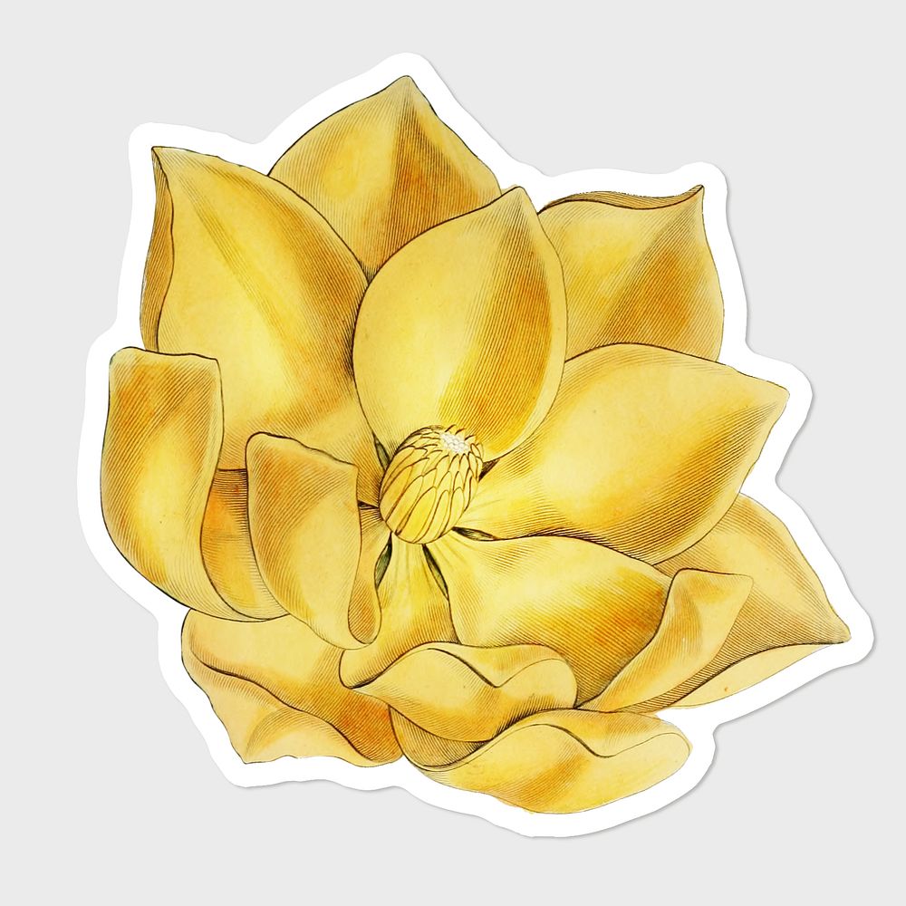 Blooming yellow magnolia psd sticker 