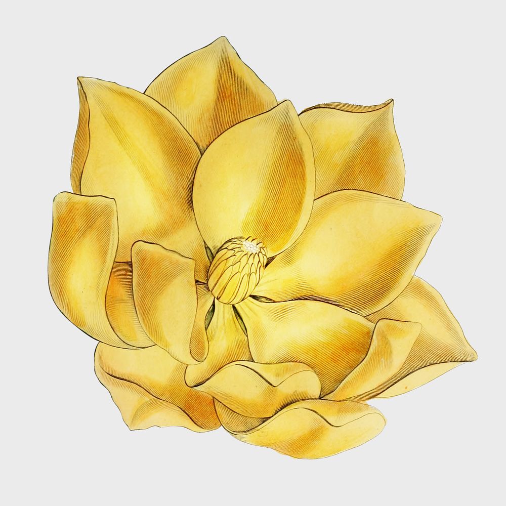 Vintage yellow magnolia flower psd cut out