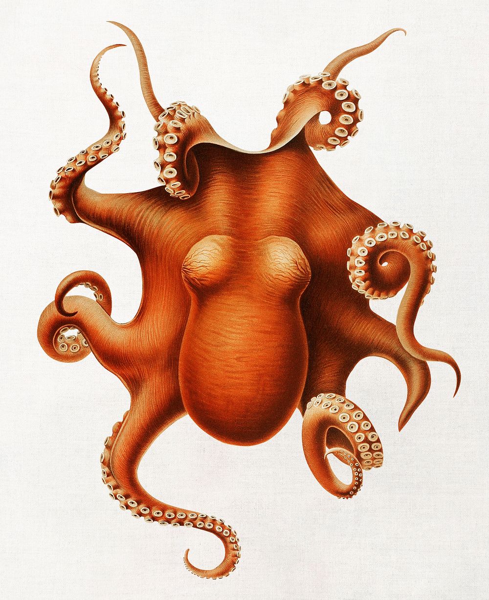 Octopus clipart, sea life illustration psd, remastered by rawpixel