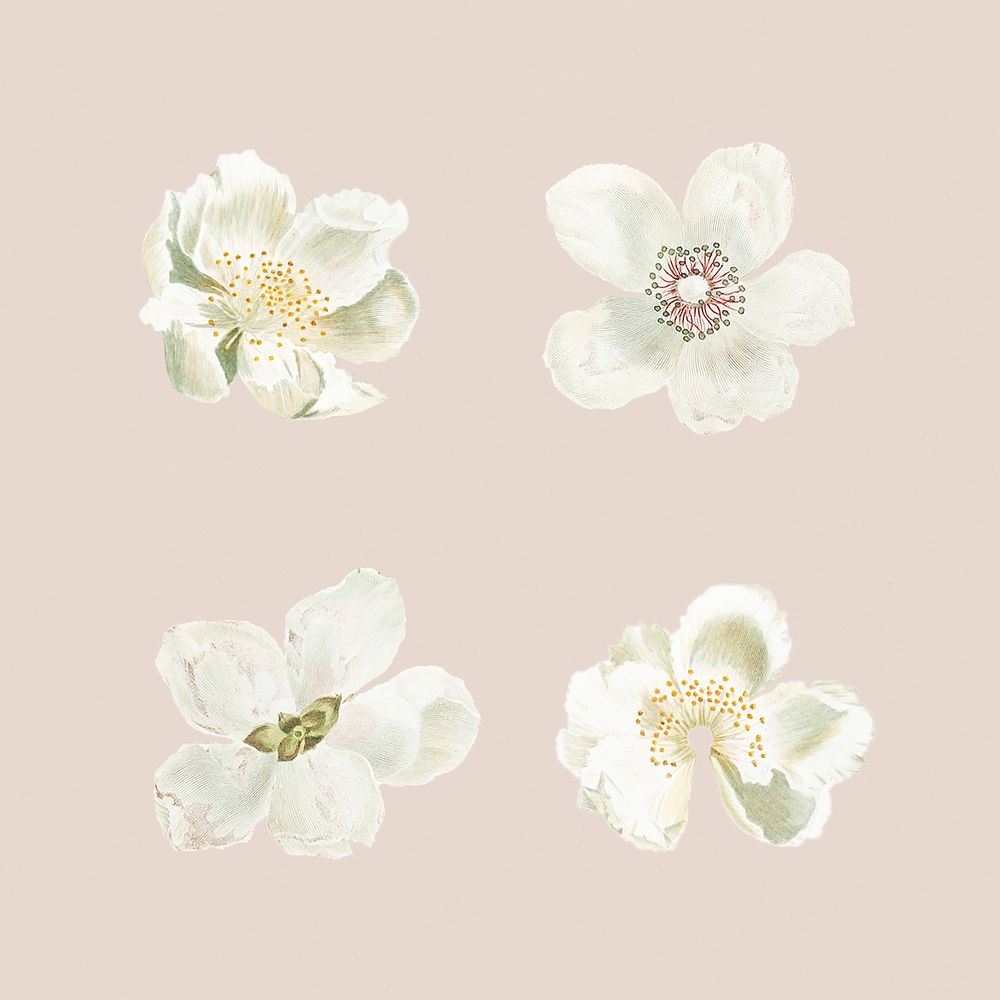 Set of blooming flowers