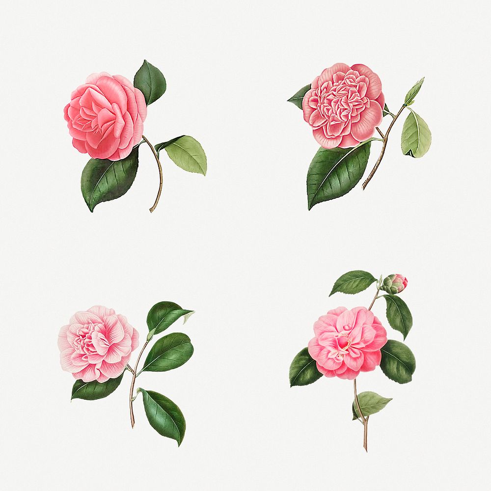 Vintage set of Camellia flowers Illustration