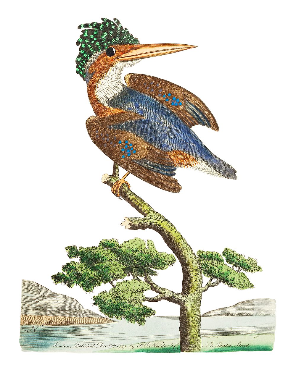 Crested Kingfisher illustration from The Naturalist's Miscellany (1789-1813) by George Shaw (1751-1813)