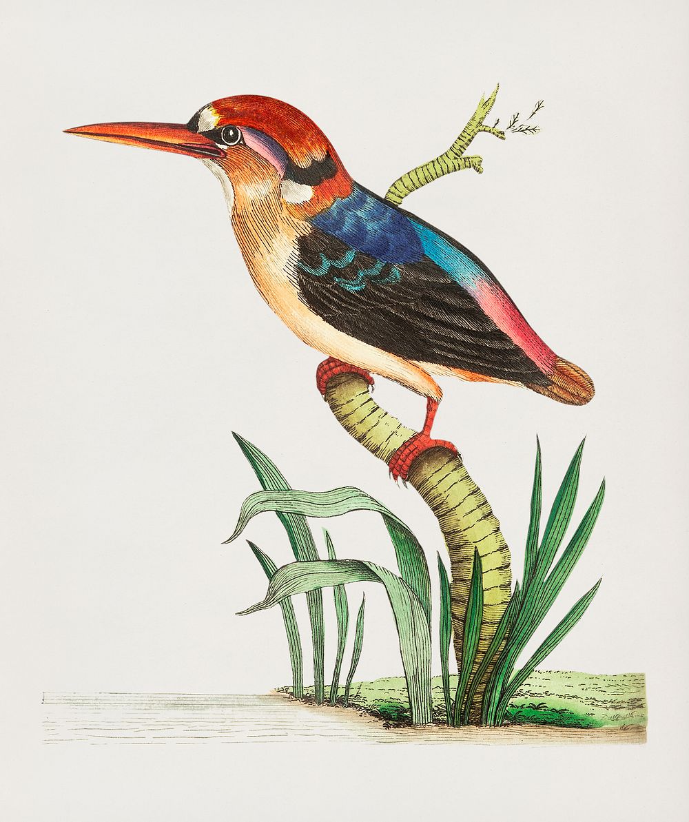 Vintage illustration of Red-headed Kingfisher or Short-tailed Kingfisher