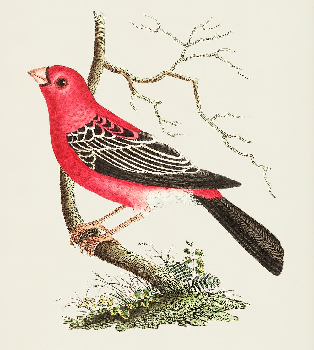 Vintage illustration of Greater Bulfinch or Rose-red Grosbeak