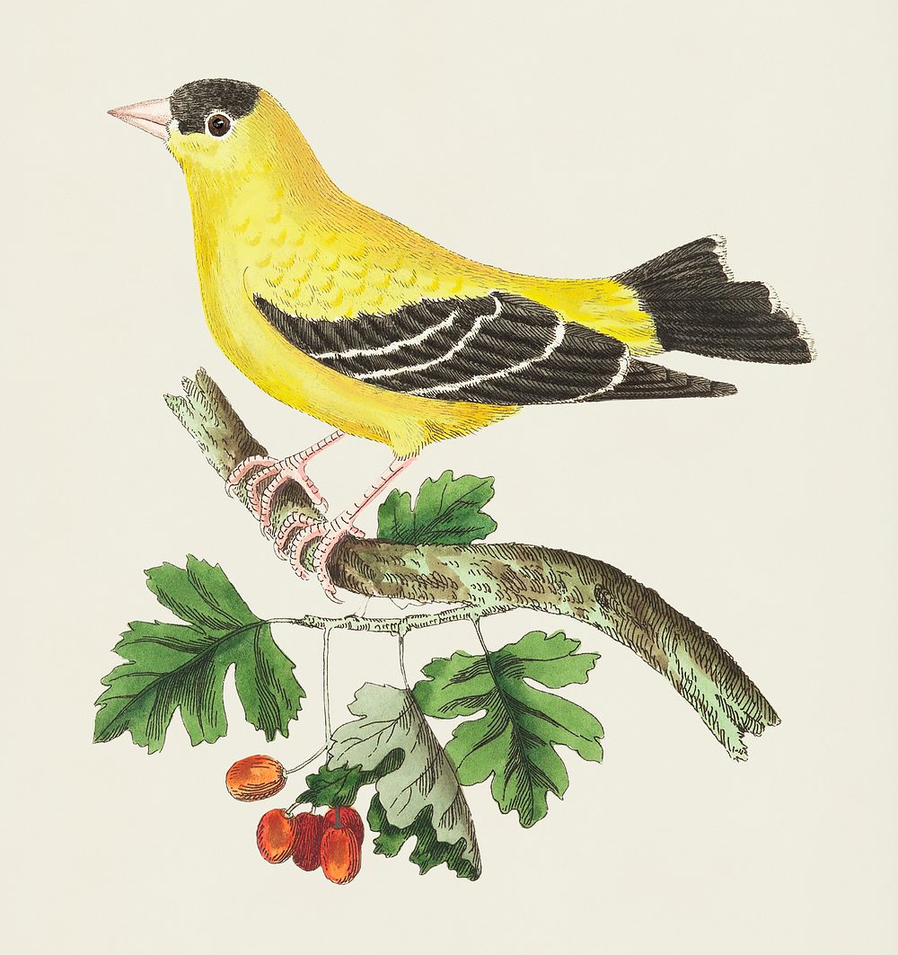 Vintage illustration of Golden Finch