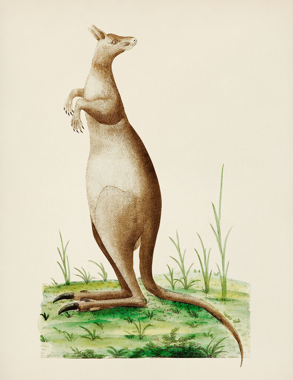 Great Kangaroo illustration from The Naturalist's Miscellany (1789-1813) by George Shaw (1751-1813)