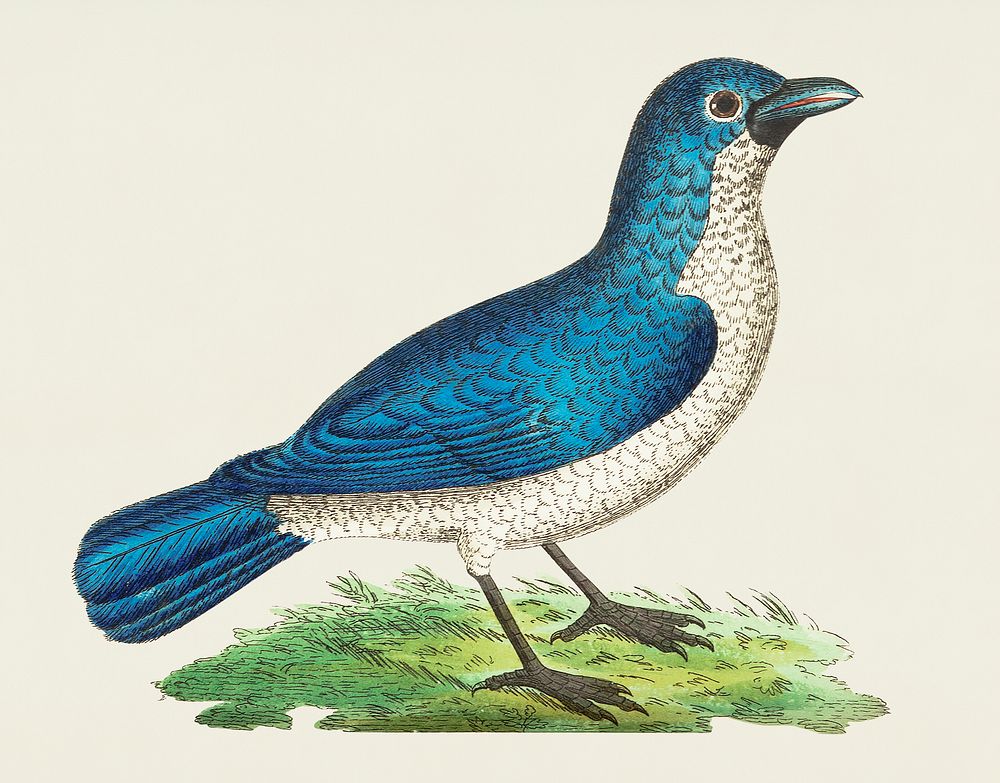 Blue shrike illustration from The Naturalist's Miscellany (1789-1813) by George Shaw (1751-1813)