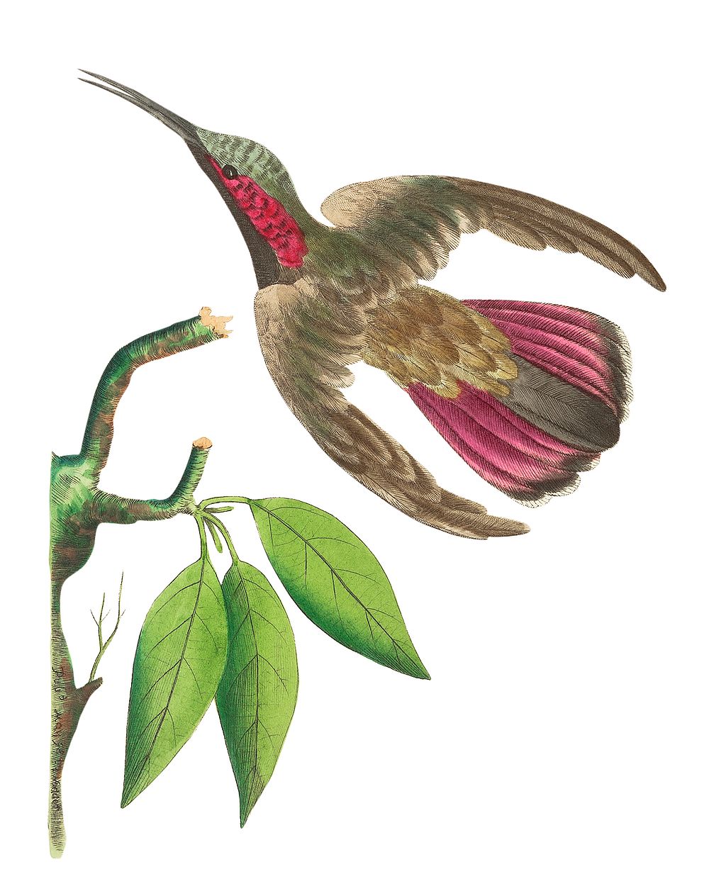 Purple-tailed Hummingbird illustration from The Naturalist's Miscellany (1789-1813) by George Shaw (1751-1813)