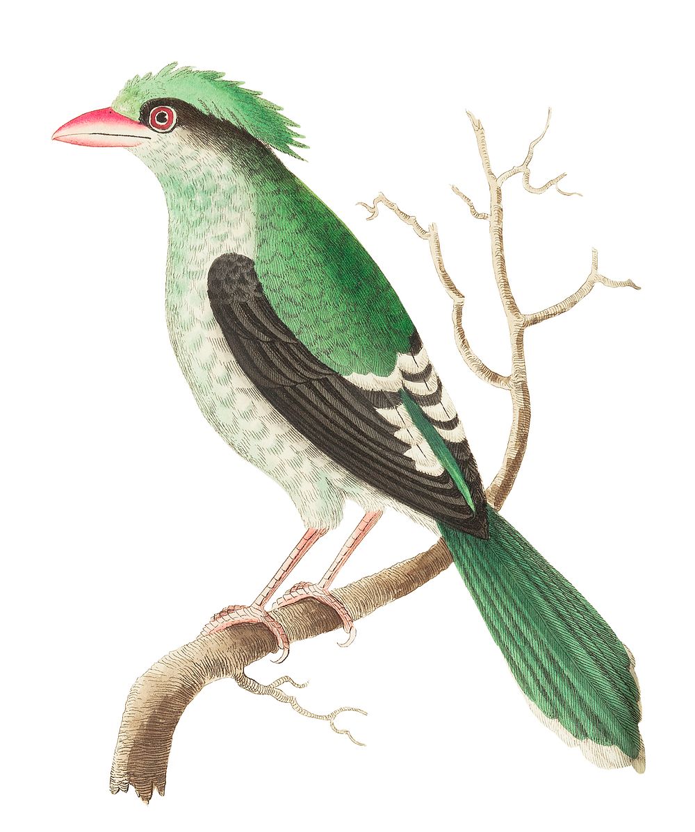 Chinese roller or Green roller illustration from The Naturalist's Miscellany (1789-1813) by George Shaw (1751-1813)