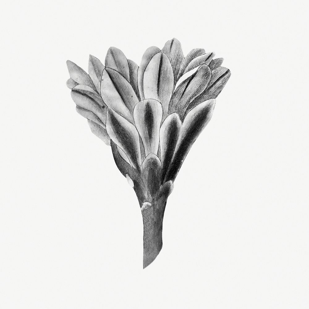 Vintage black and white black chin cactus flower design element