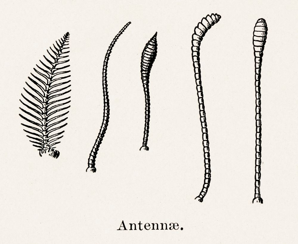 Antennae.  Digitally enhanced from our own publication of Moths and butterflies of the United States (1900) by Sherman F.…