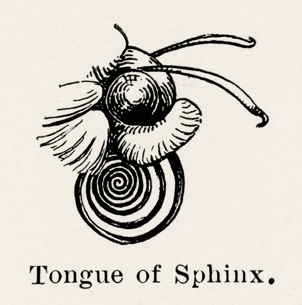 Tongue of Sphinx.  Digitally enhanced from our own publication of Moths and butterflies of the United States (1900) by…