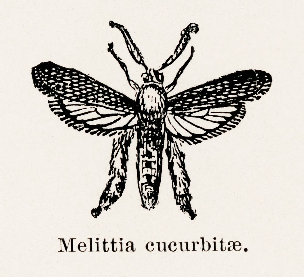 Squash Vine Borer (Melittia cucurbitae).  Digitally enhanced from our own publication of Moths and butterflies of the United…