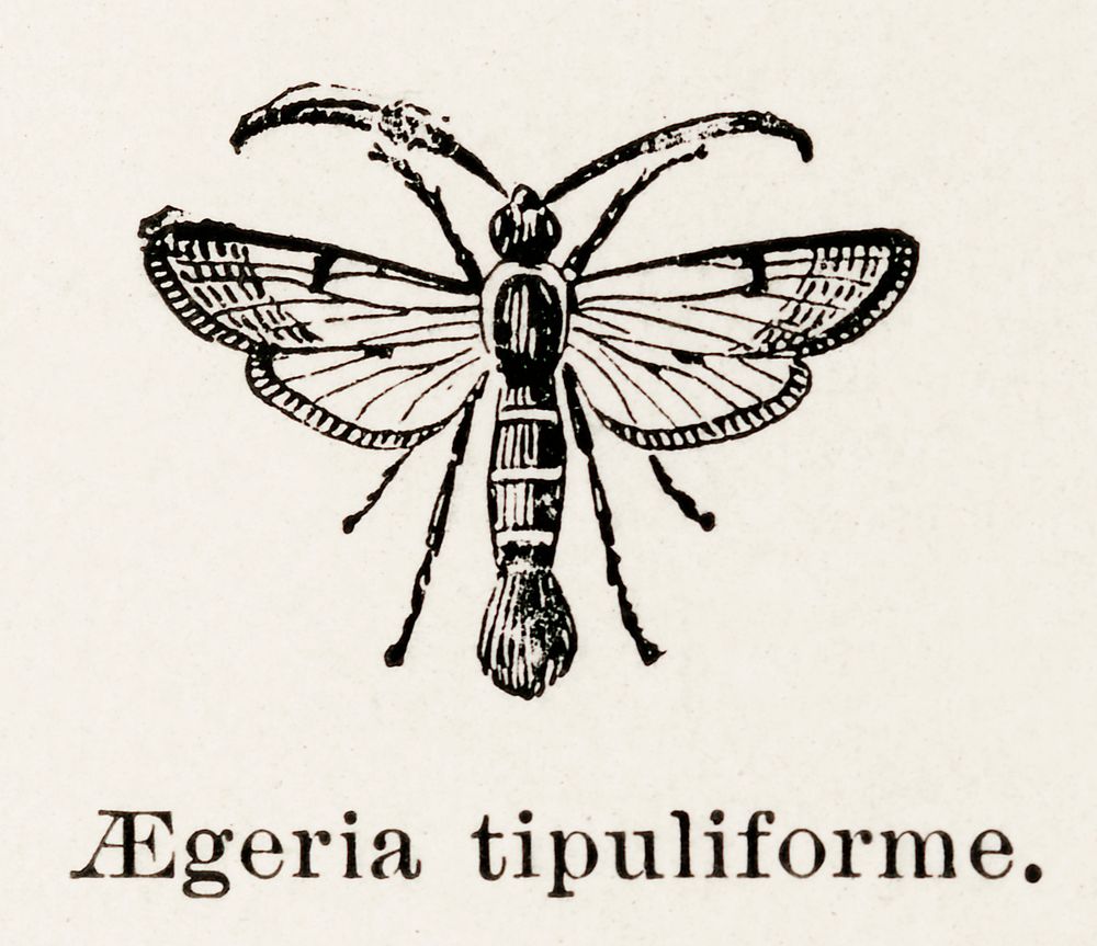 Currant Clearwing Moth (Aegeria tipuliforme). | Free Photo Illustration ...