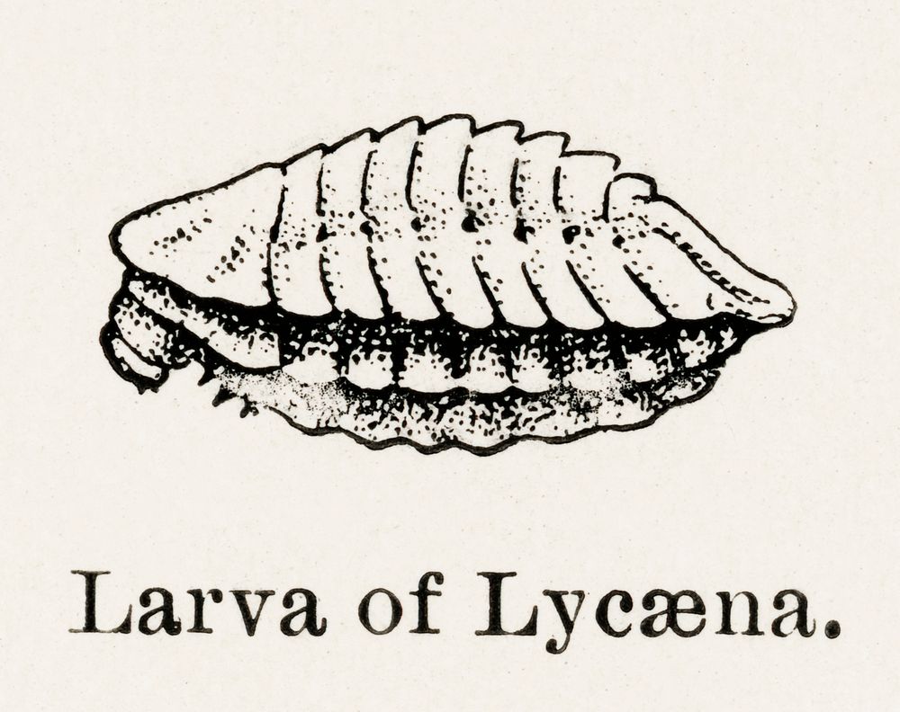 Larva of Lycaena (Copper).  Digitally enhanced from our own publication of Moths and butterflies of the United States (1900)…