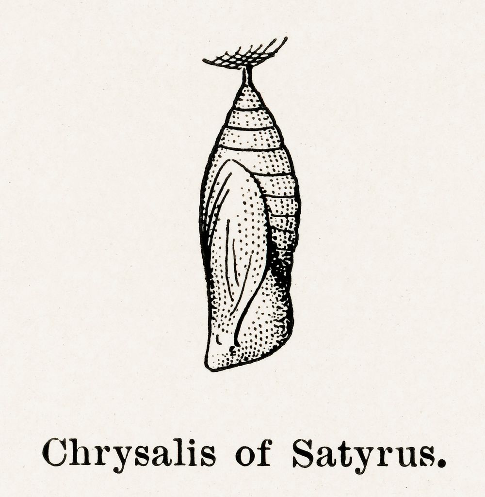 Chrysalis of Satyrus (Satyr).  Digitally enhanced from our own publication of Moths and butterflies of the United States…