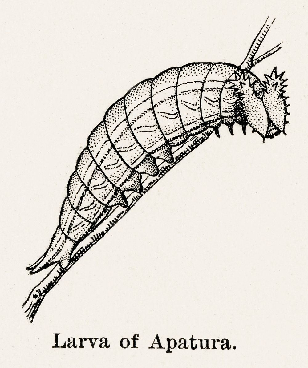 Larva of Apatura (Emperors).  Digitally enhanced from our own publication of Moths and butterflies of the United States…