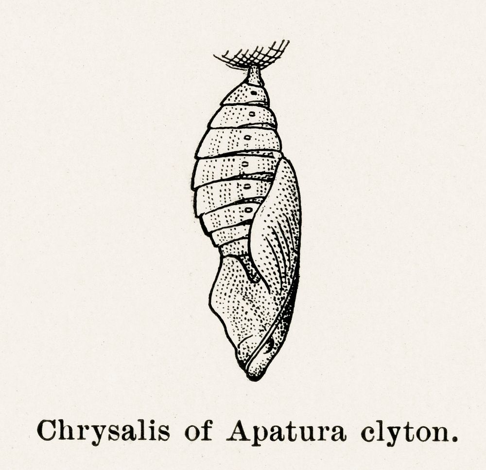 Chrysalis of Apatura clyton (Emperors).  Digitally enhanced from our own publication of Moths and butterflies of the United…