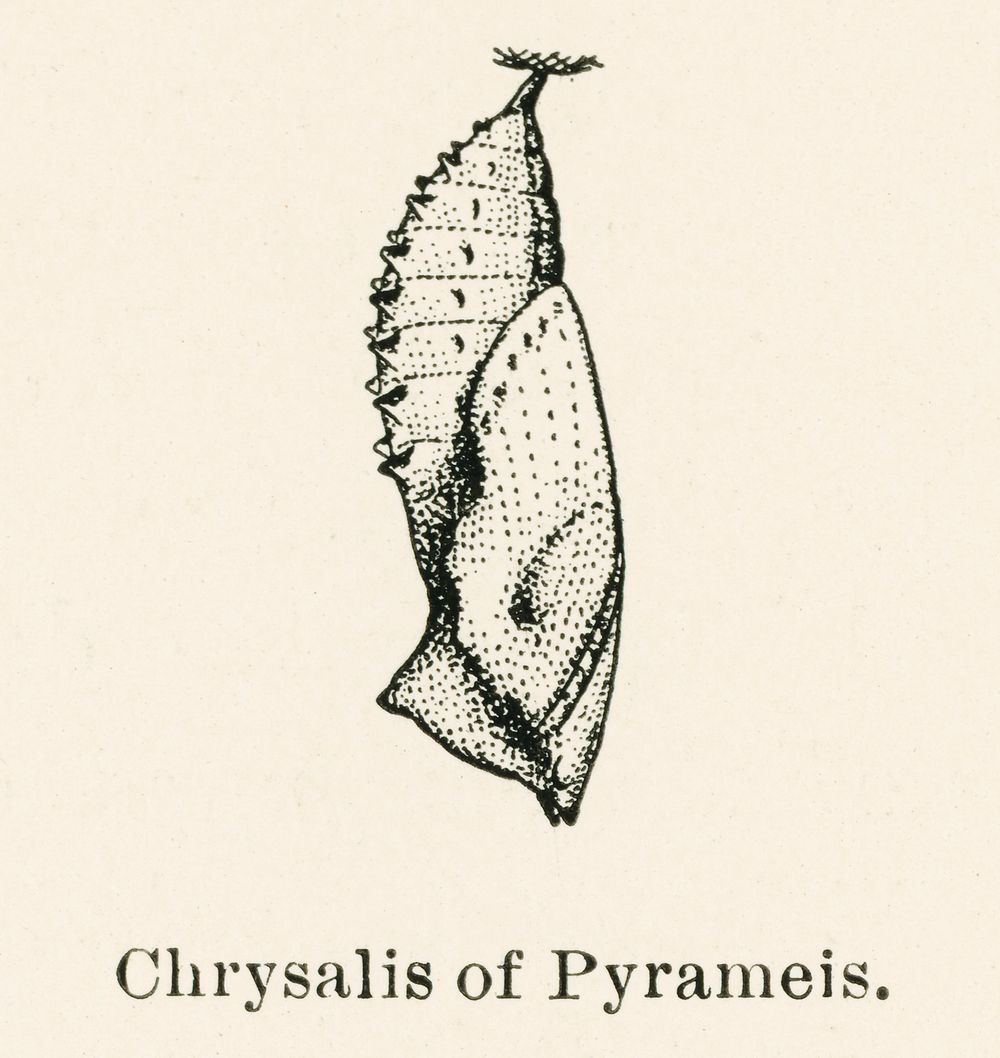 Chrysalis of Pyrameis (Brush-footed Butterflies).  Digitally enhanced from our own publication of Moths and butterflies of…