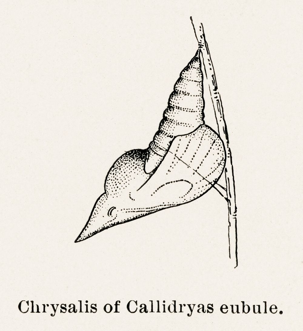 Chrysalis of Callidryas eubale (Sulphur).  Digitally enhanced from our own publication of Moths and butterflies of the…