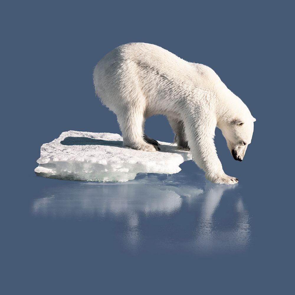 Polar bear on thin ice clipart, global warming, environmental impact