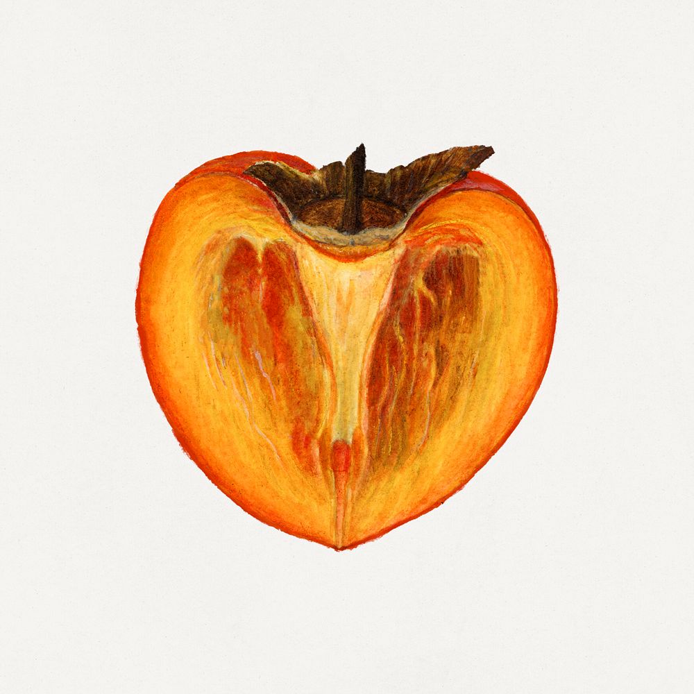 Vintage persimmons illustration. Digitally enhanced illustration from U.S. Department of Agriculture Pomological Watercolor…