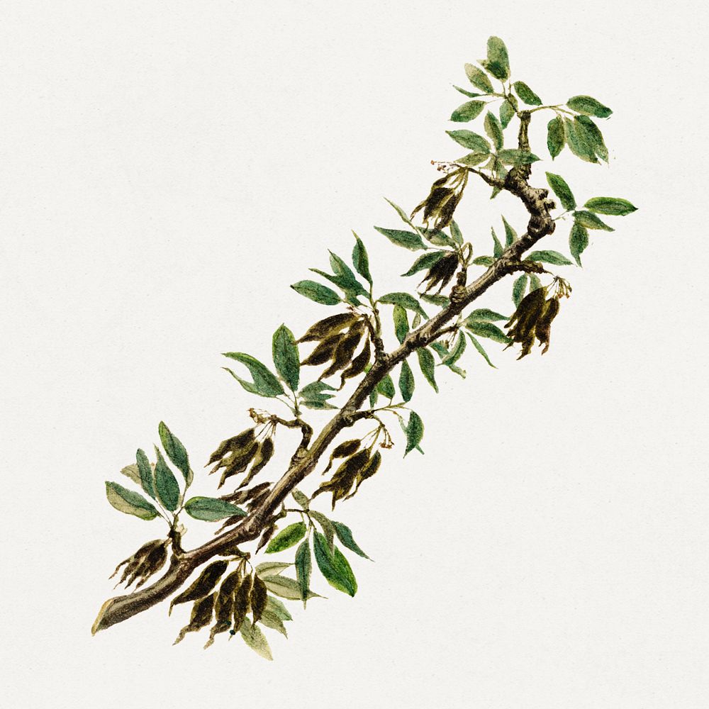 Vintage Pear twig illustration mockup. Digitally enhanced illustration from U.S. Department of Agriculture Pomological…