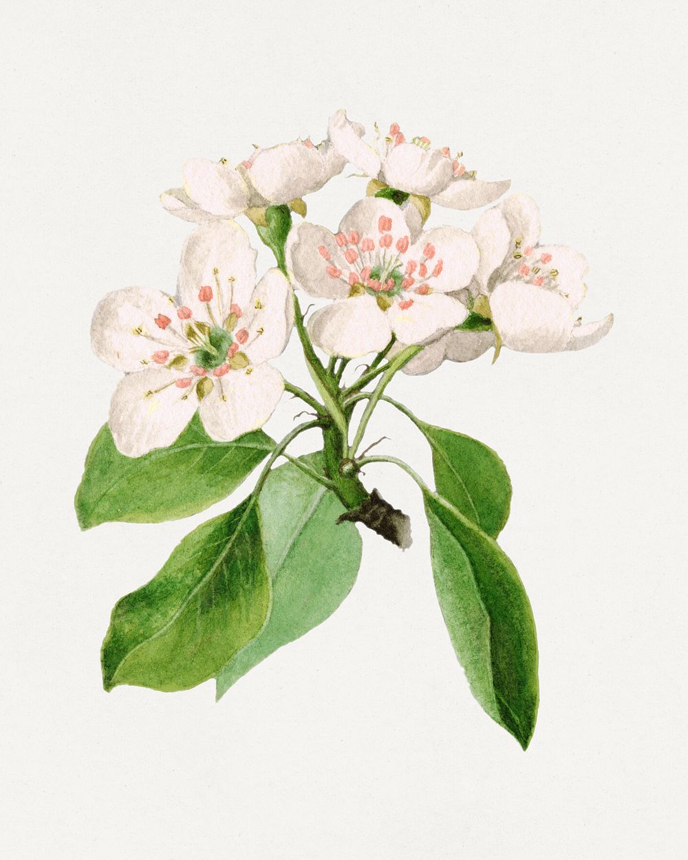 Vintage pear flowers illustration. Digitally enhanced illustration from U.S. Department of Agriculture Pomological…