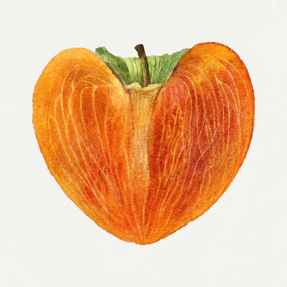 Vintage halved persimmon illustration. Digitally enhanced illustration from U.S. Department of Agriculture Pomological…