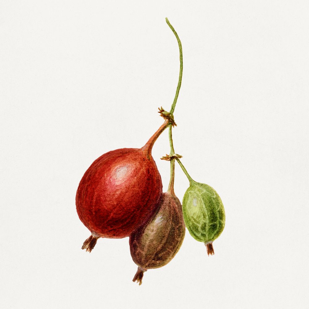 Vintage gooseberries illustration. Digitally enhanced illustration from U.S. Department of Agriculture Pomological…