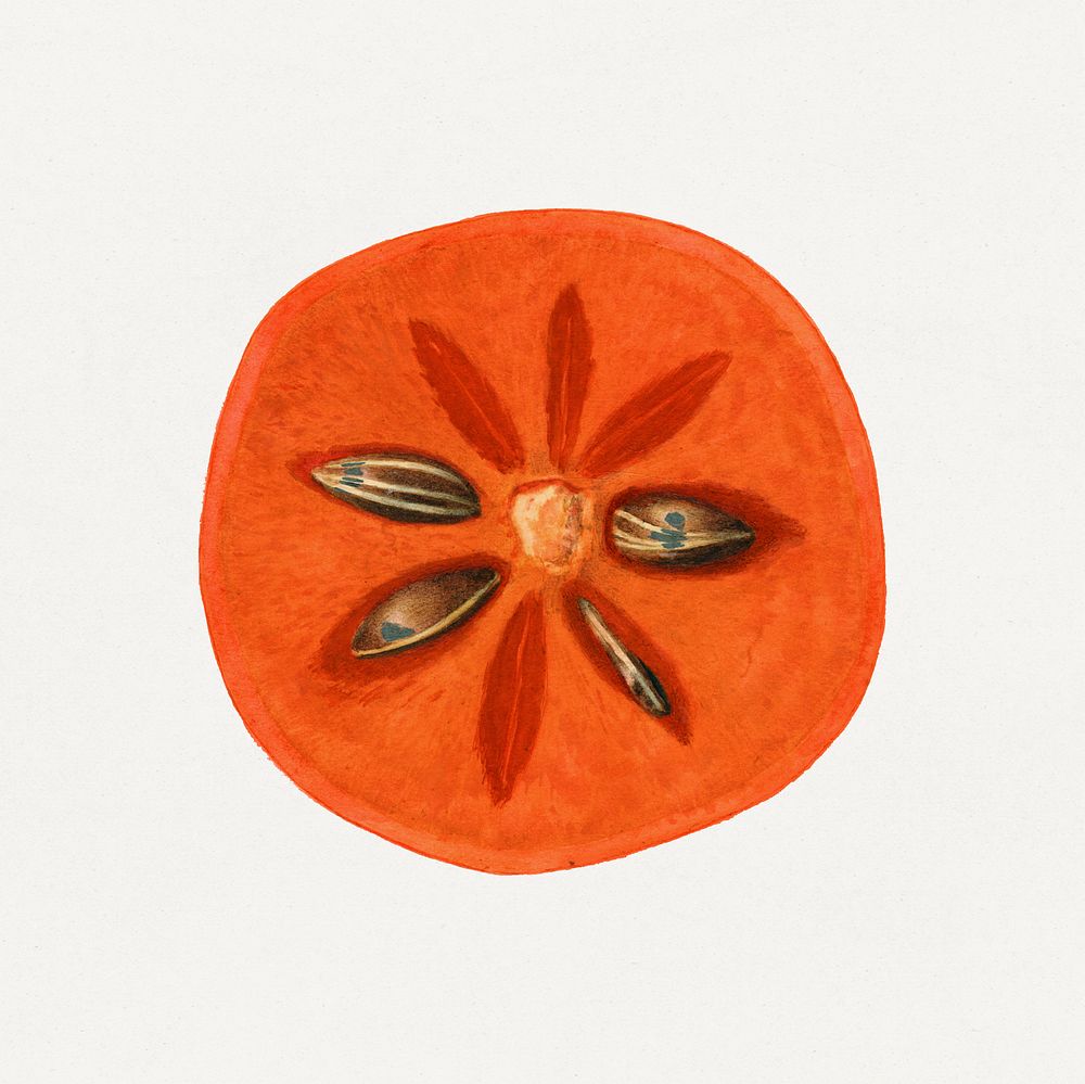 Vintage halved persimmon illustration. Digitally enhanced illustration from U.S. Department of Agriculture Pomological…