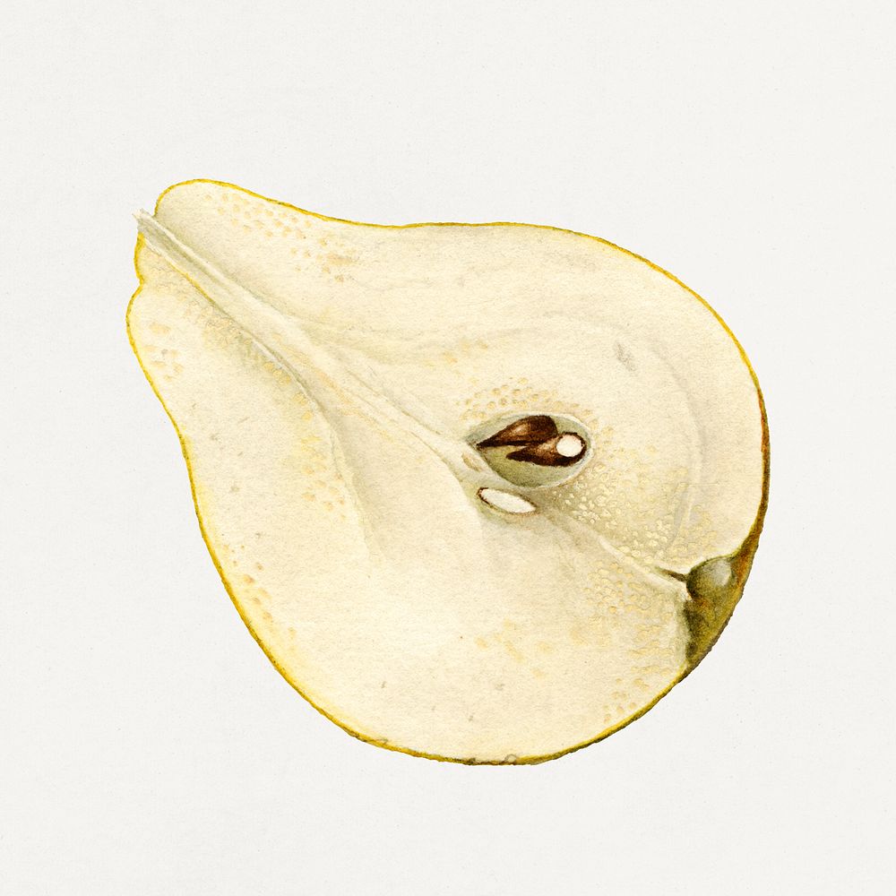 Vintage halved pear illustration. Digitally enhanced illustration from U.S. Department of Agriculture Pomological Watercolor…