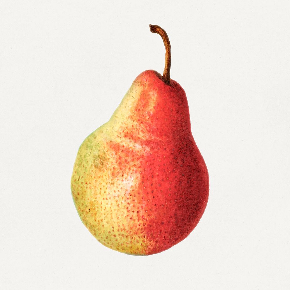 Vintage pear illustration. Digitally enhanced illustration from U.S. Department of Agriculture Pomological Watercolor…