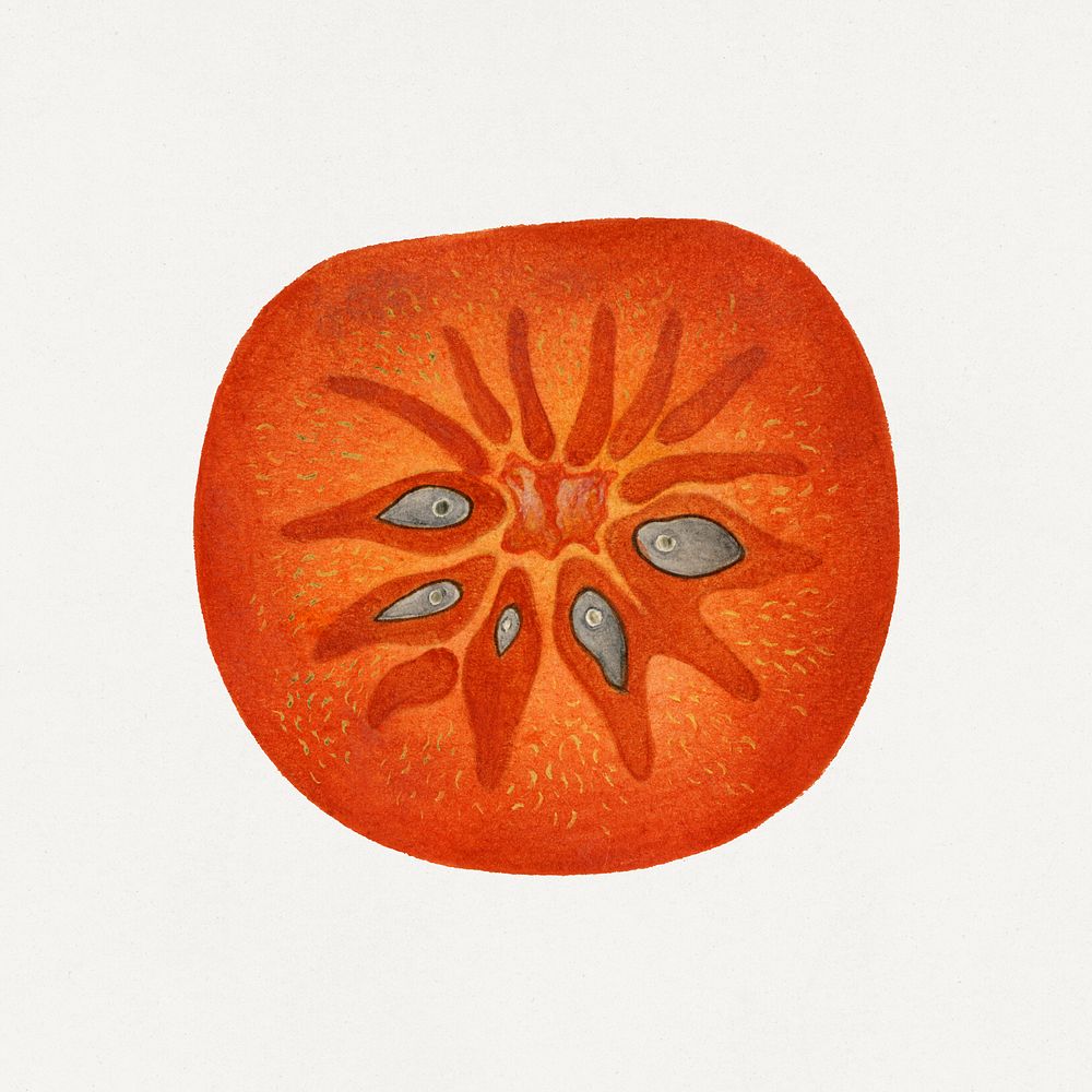 Vintage halved persimmon illustration mockup. Digitally enhanced illustration from U.S. Department of Agriculture…