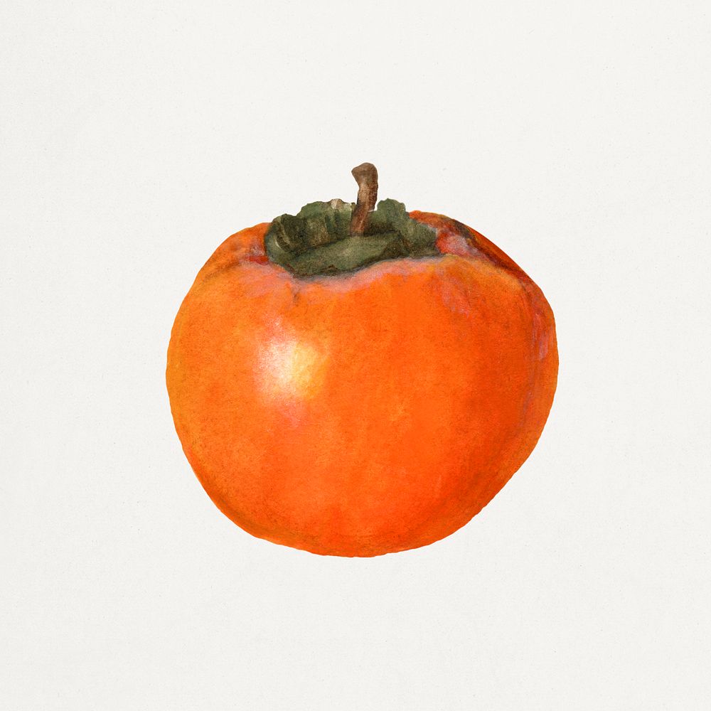 Vintage persimmon illustration. Digitally enhanced illustration from U.S. Department of Agriculture Pomological Watercolor…
