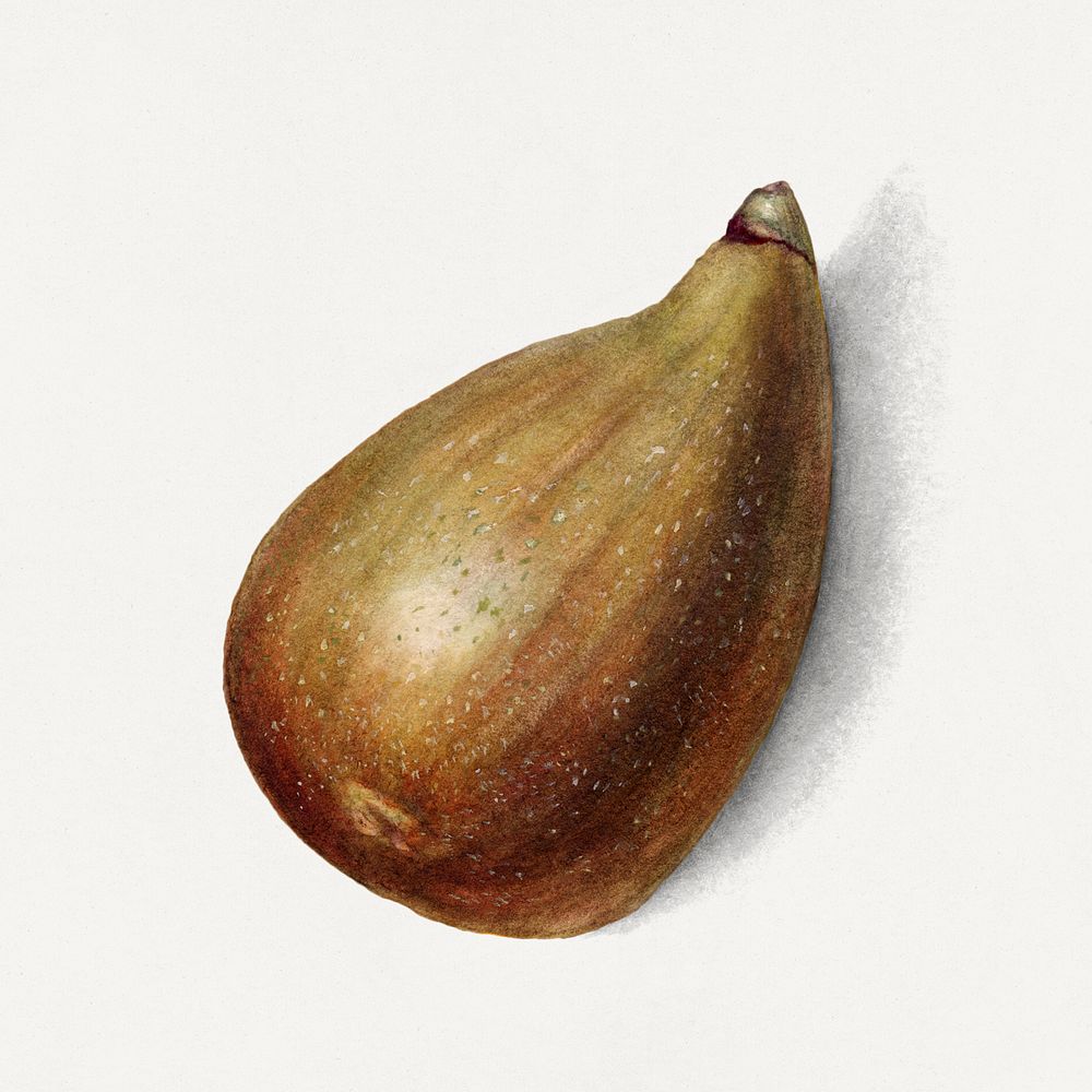 Vintage fig illustration. Digitally enhanced illustration from U.S. Department of Agriculture Pomological Watercolor…
