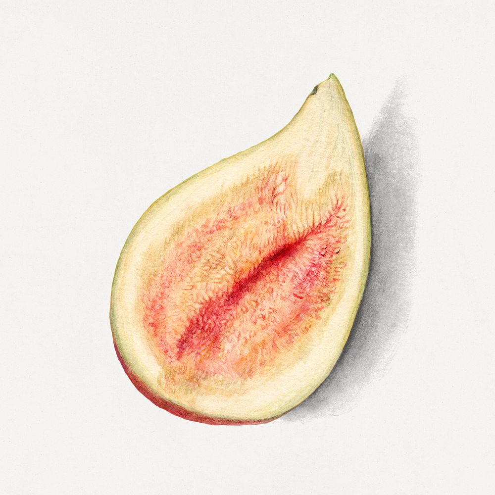 Vintage fig illustration mockup. Digitally enhanced illustration from U.S. Department of Agriculture Pomological Watercolor…