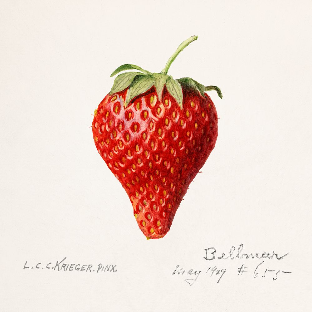 Strawberry (Fragaria) (1929) by Louis Charles Christopher Krieger. Original from U.S. Department of Agriculture Pomological…