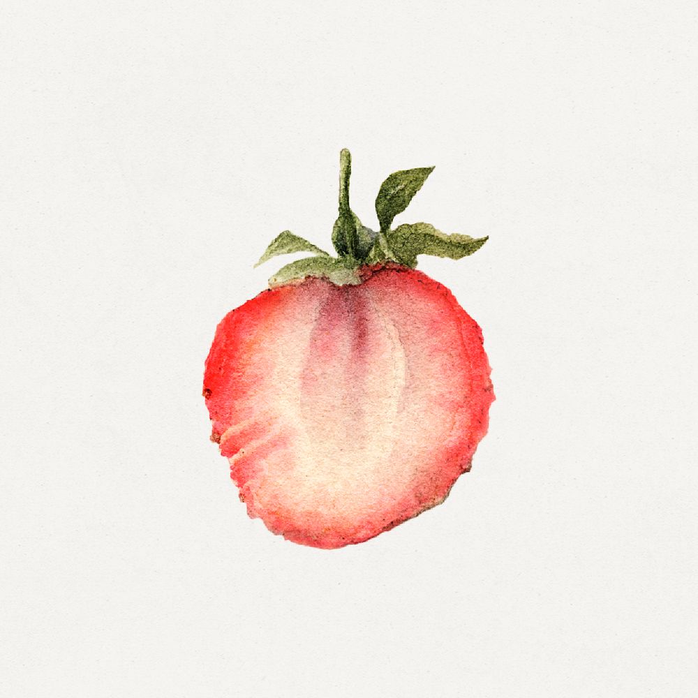 Vintage halved strawberry illustration. Digitally enhanced illustration from U.S. Department of Agriculture Pomological…