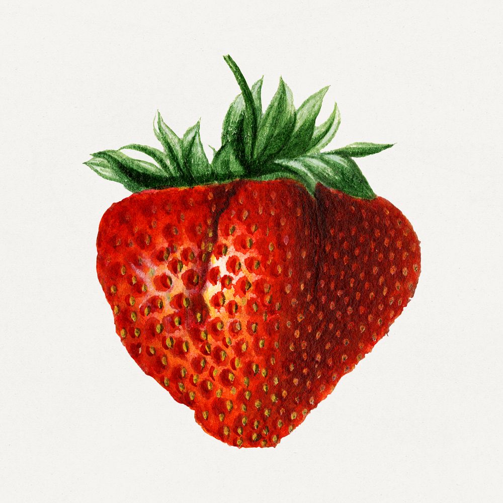Vintage strawberry illustration mockup. Digitally enhanced illustration from U.S. Department of Agriculture Pomological…