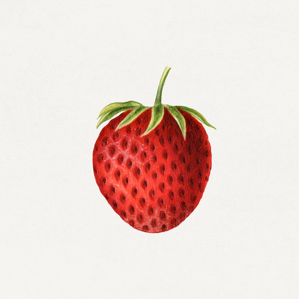 Vintage strawberry illustration. Digitally enhanced illustration from U.S. Department of Agriculture Pomological Watercolor…