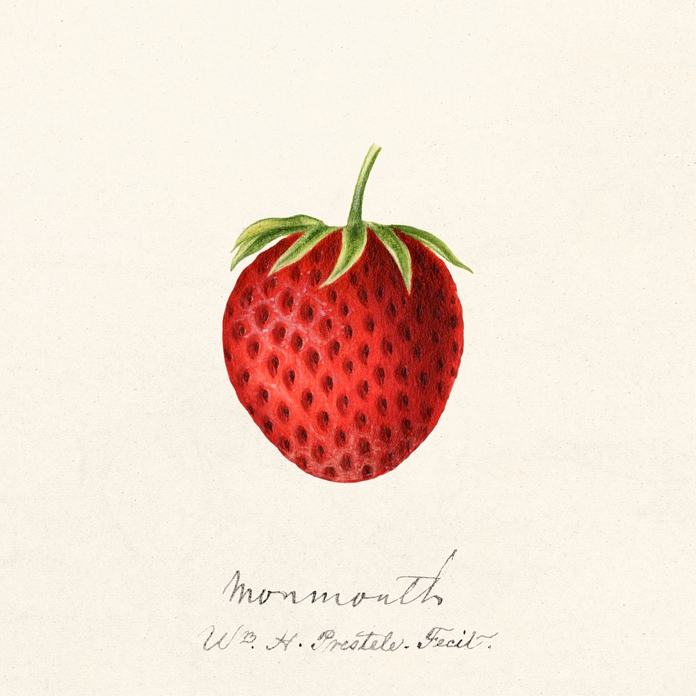 Strawberry (Fragaria) (1891) by William Henry Prestele. Original from U.S. Department of Agriculture Pomological Watercolor…