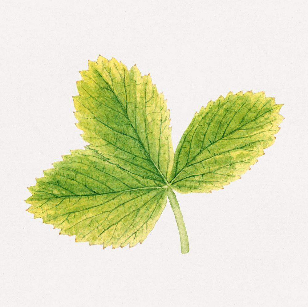 Vintage strawberry leaves illustration mockup. Digitally enhanced illustration from U.S. Department of Agriculture…